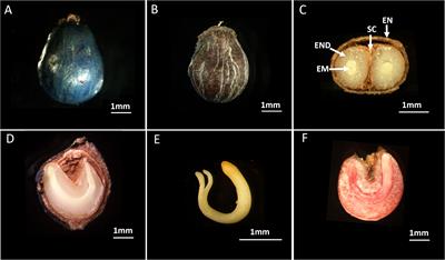 Characterization and mechanism of seed dormancy in Symplocos paniculata